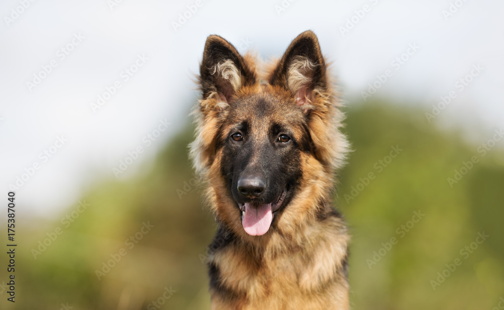 German shepherd dog German shepherd dog