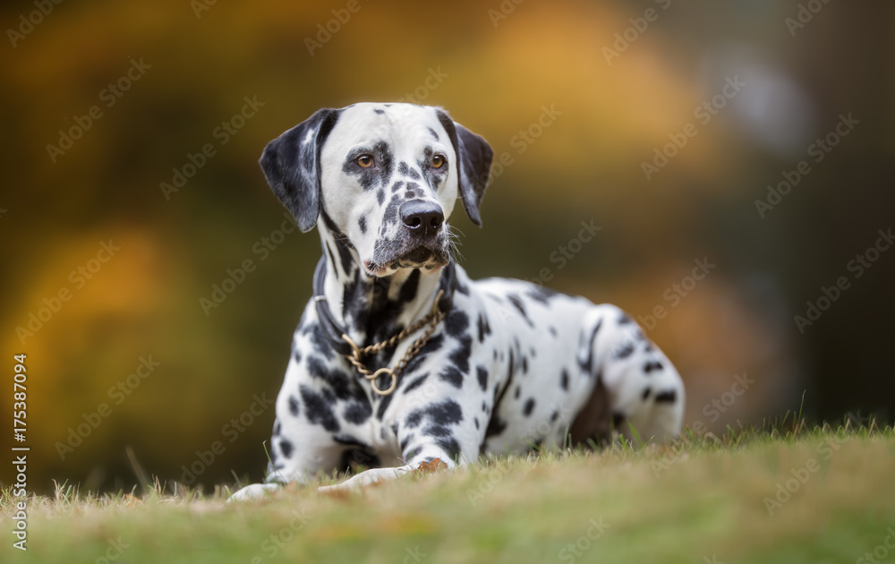 Dalmatian dog in autumn - obrazy, fototapety, plakaty 