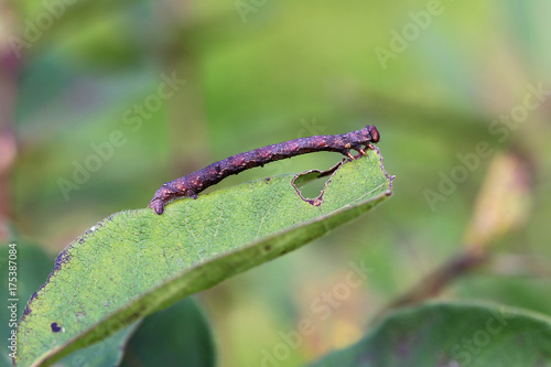 Geometridae caterpillar on leaf