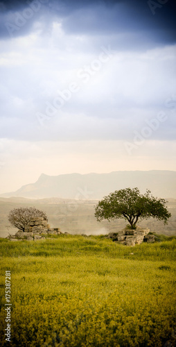 Olive Tree in Laodicea