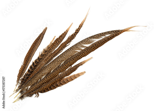 Canvastavla Top view of pheasant tail feathers