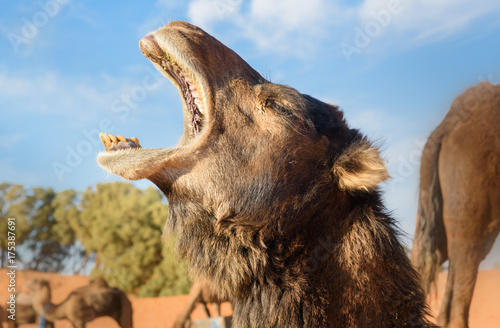 Camel in Erg Chebbi Sand dunes near Merzouga  Morocco