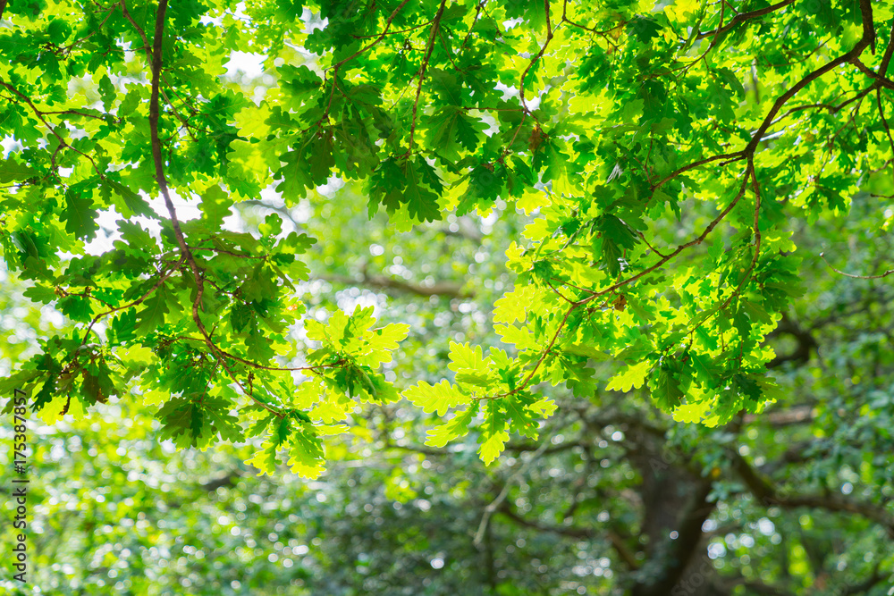 Epping Forest walks and trees, abstract Epping Forest walks and trees, abstract