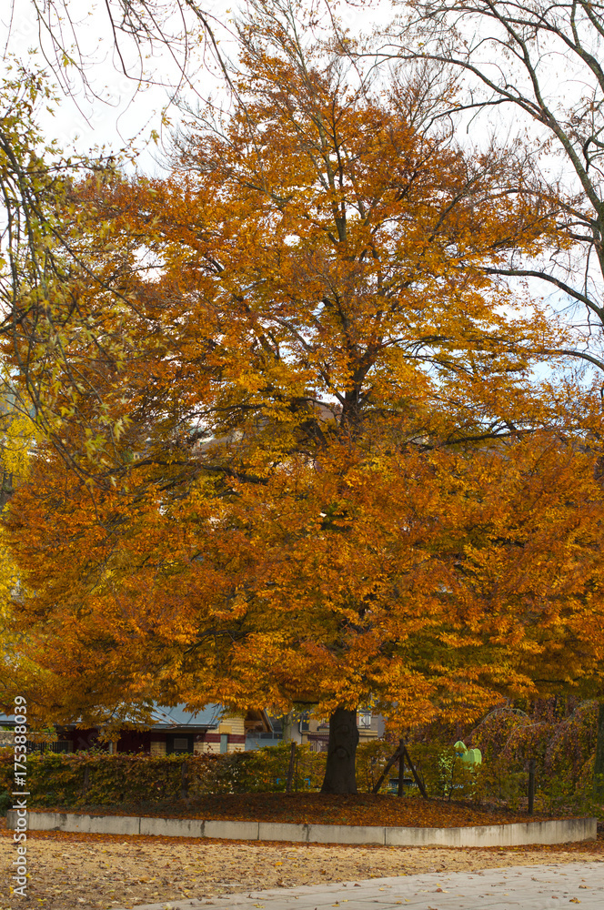 yellow autumn trees. season. autumn walks. a park . autumn alley