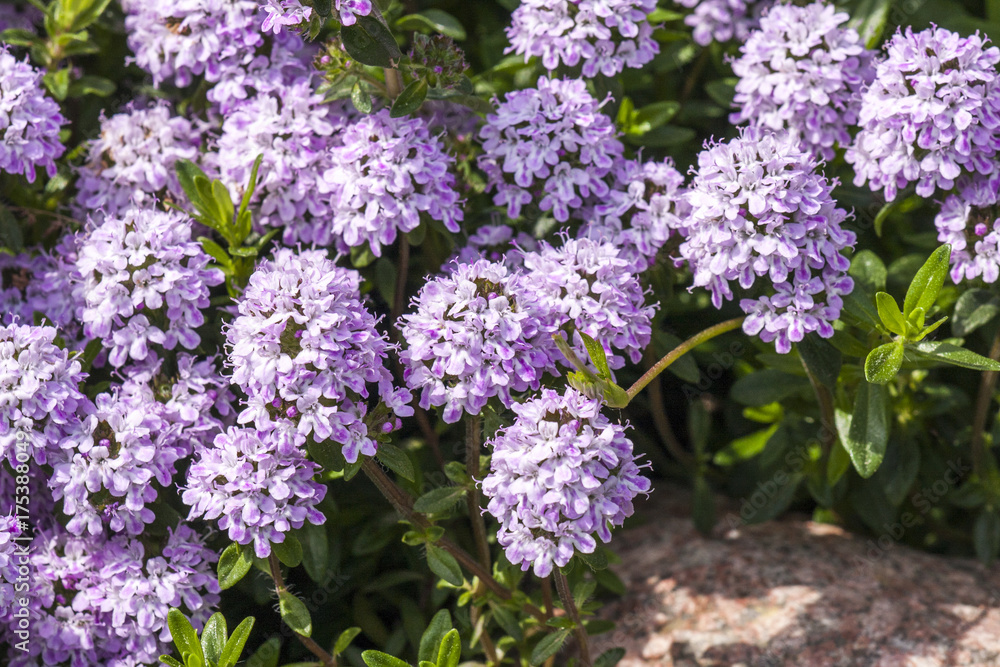 Blooming herb savory Blooming herb savory