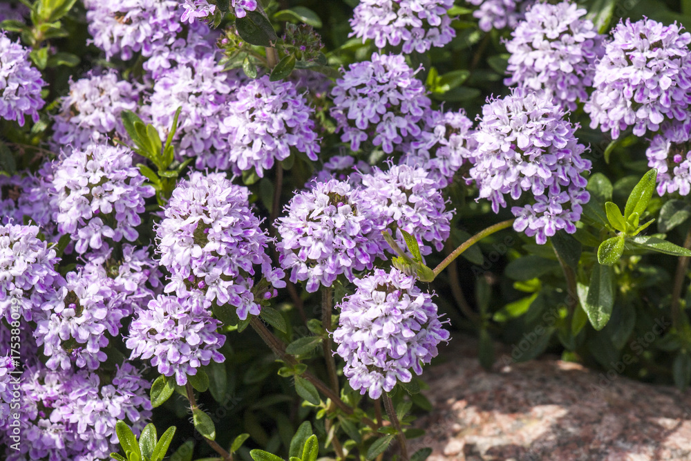 Blooming herb savory