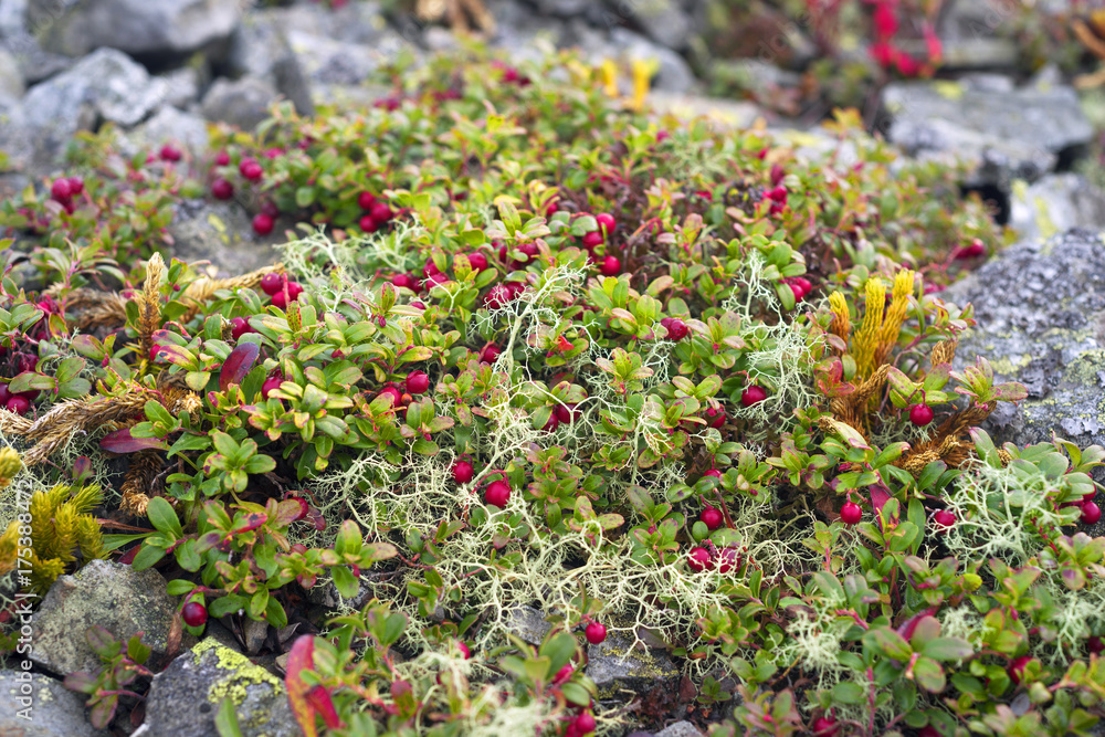 Fototapeta premium picturesque autumn cover in the mountains