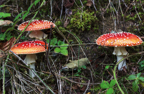  three poisonous mushroom amanita among dry grass and leaves, close up