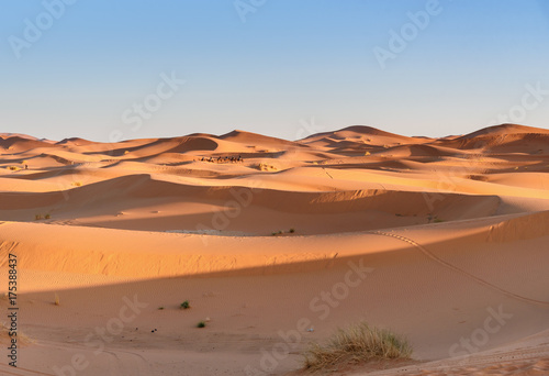 Caravan of Camels in Erg Chebbi Sand dunes near Merzouga, Morocco
