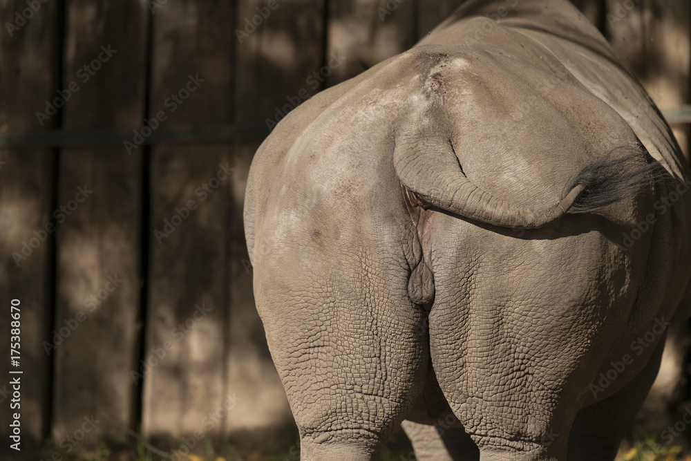 Fototapeta premium Rhino 1