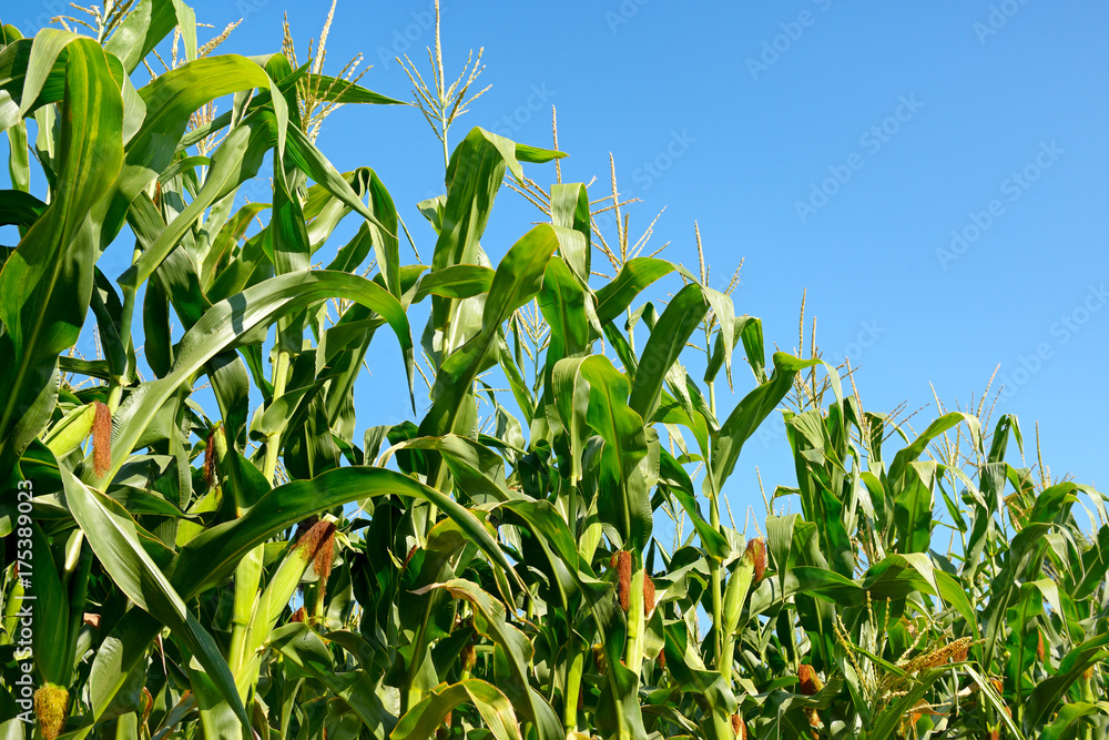 Fresh corn stalks on the blue sky background. Fresh corn stalks on the blue sky background.