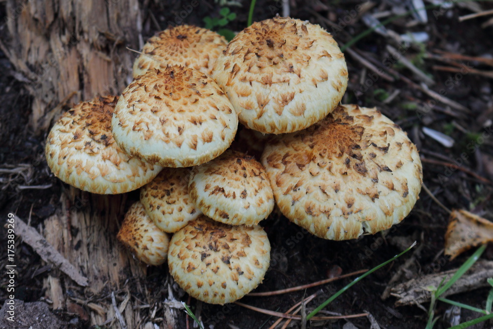 Mushrooms (pholiota squarrosa) in the forest Mushrooms (pholiota squarrosa) in the forest