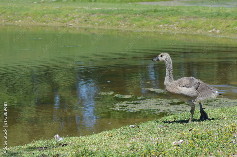Fototapeta premium Geese at the pond