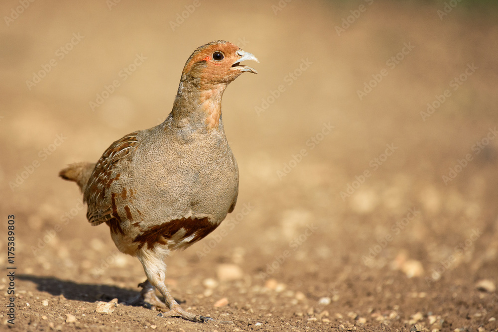 Grey Partridge partridge in a beautiful light Grey Partridge partridge in a beautiful light