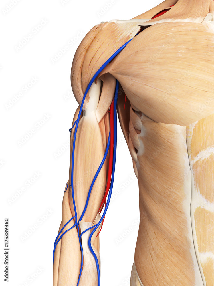 3d rendered medically accurate illustration of the arm anatomy Stock ...