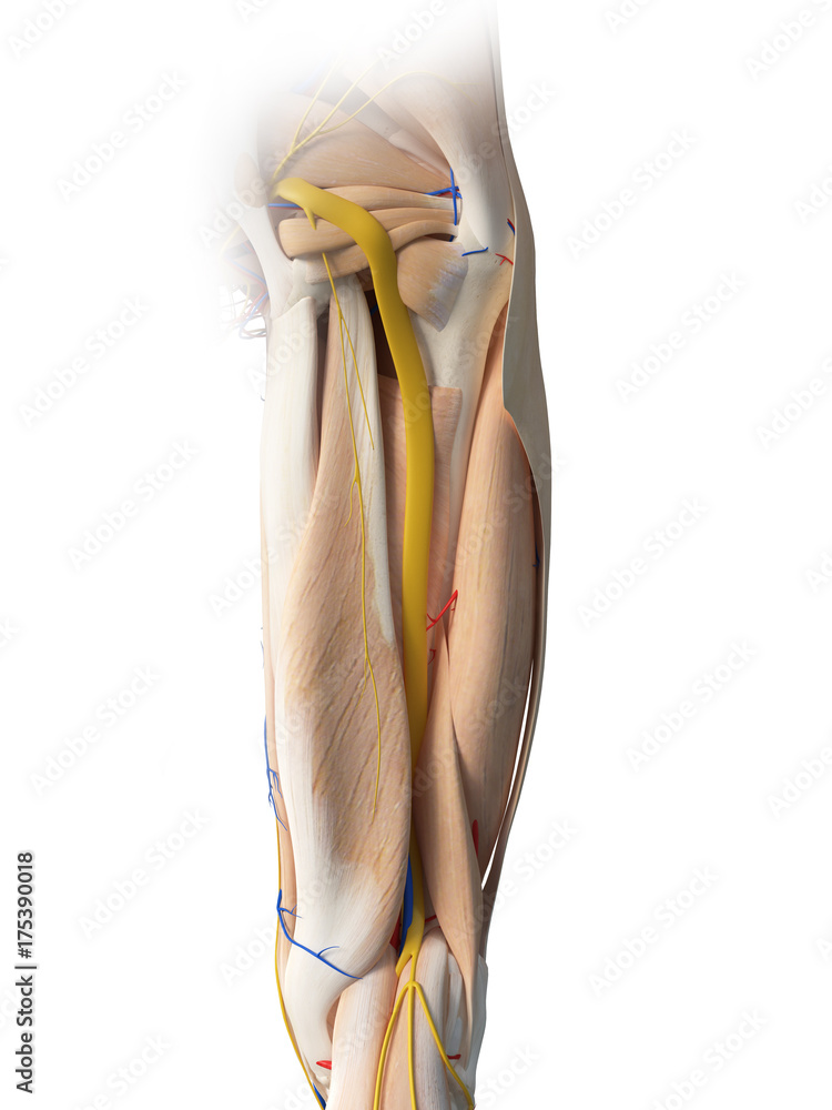 3d rendered medically accurate illustration of the leg anatomy 3d rendered medically accurate illustration of the leg anatomy