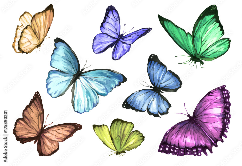 Obraz premium A collection of drawings of a butterfly handmade made in watercolor.