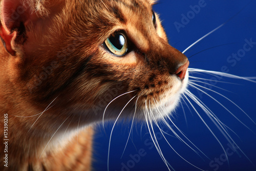 Foto Portrait of a cat breed Toyger on a blue background