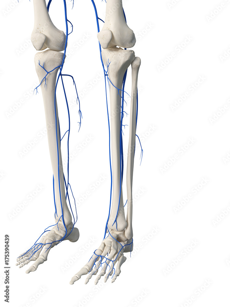 3d rendered medically accurate illustration of the leg veins 3d rendered medically accurate illustration of the leg veins