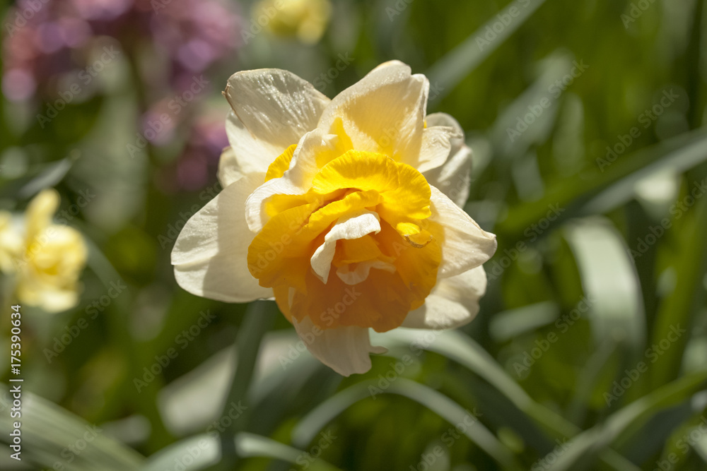 Fototapeta premium Нарцисс