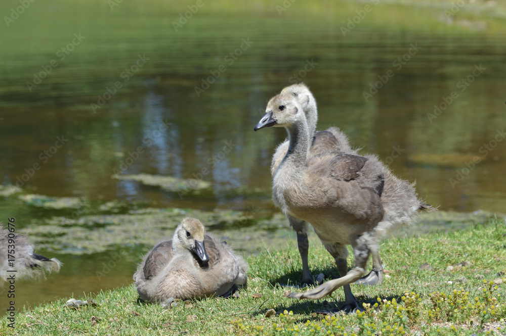 Geese at the pond Geese at the pond