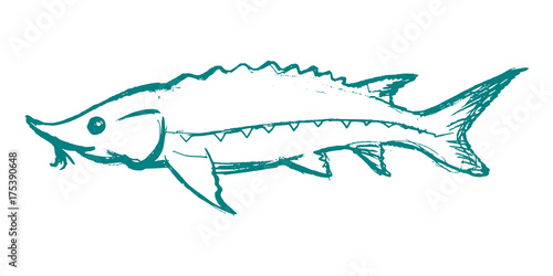 sturgeon freshwater fish