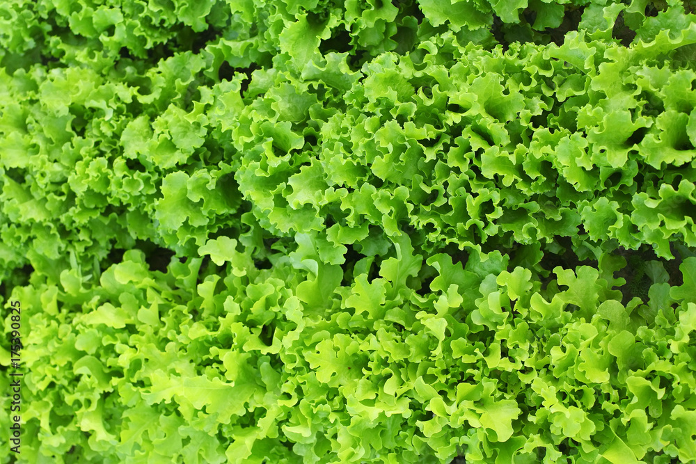 Fresh lettuce leaves, close up. Fresh lettuce leaves, close up.