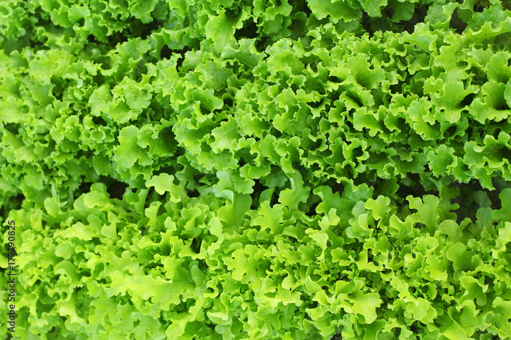 Fresh lettuce leaves, close up.