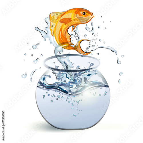Goldfish Leap19
