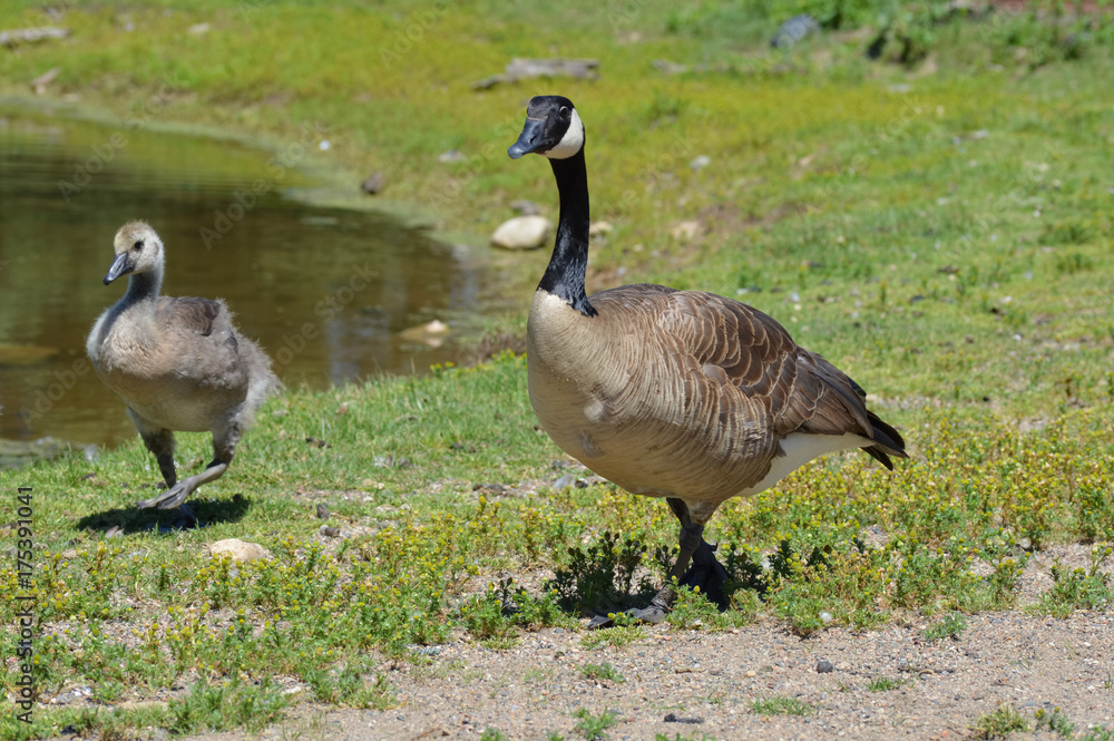 Geese at the pond Geese at the pond