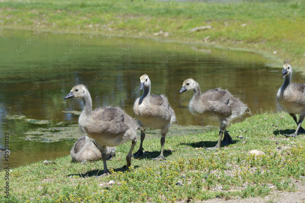 Geese at the pond