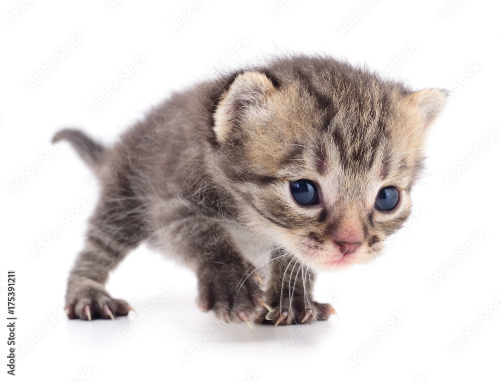 Kitten on white background. Kitten on white background.