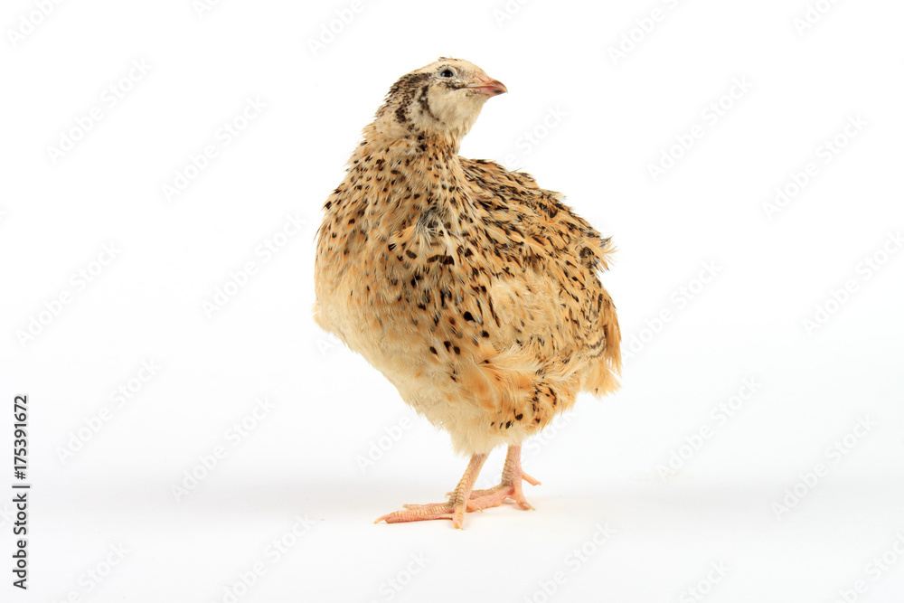 Fototapeta premium Golden Manchurian quail on white background