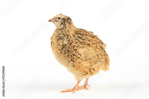 Quail of Manchurian breed stayl on white background