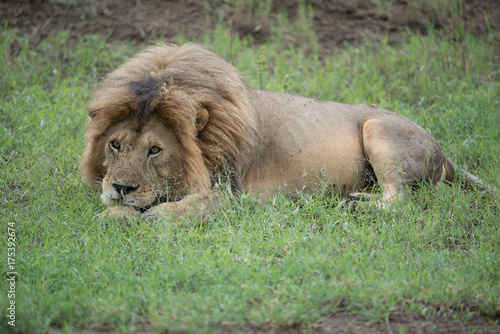 Lion Panthera leo 