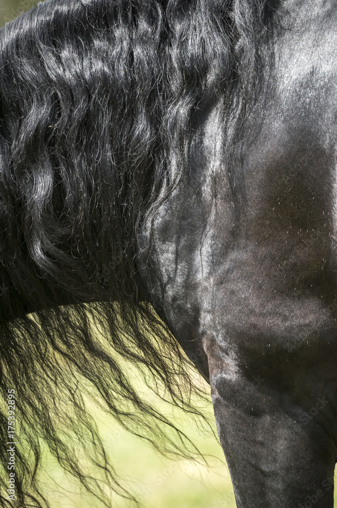 Fototapeta premium Friesian horse mane and shoulder detail