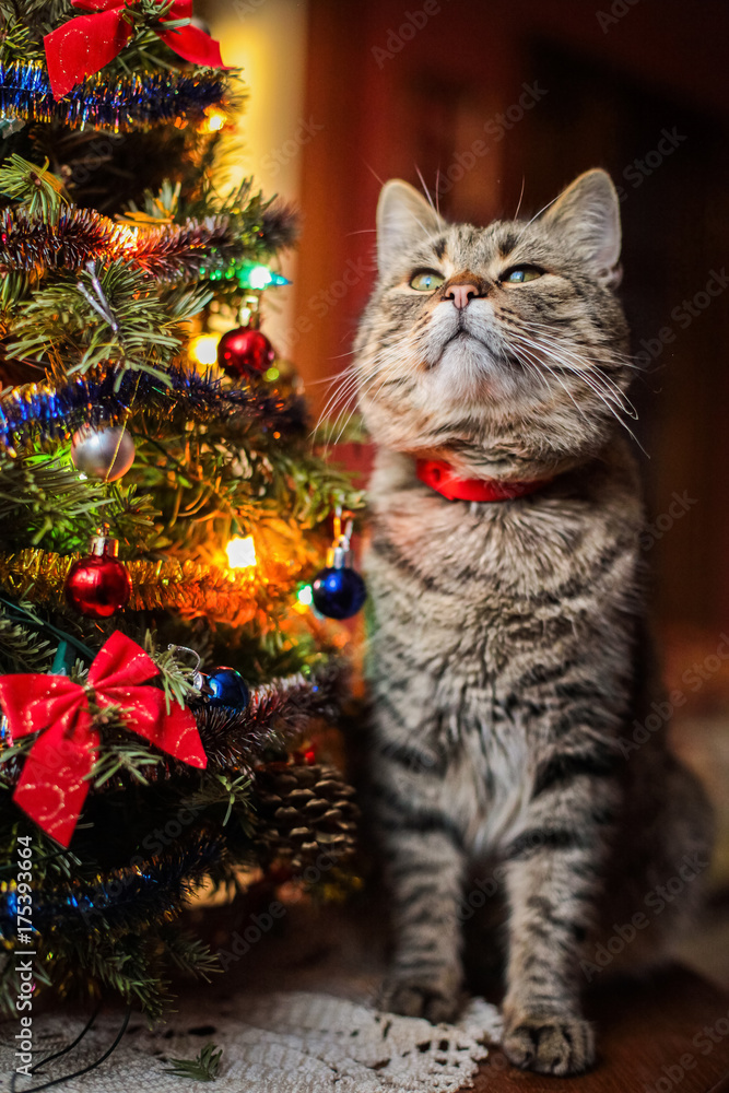 beautiful cat near the New Year tree beautiful cat near the New Year tree