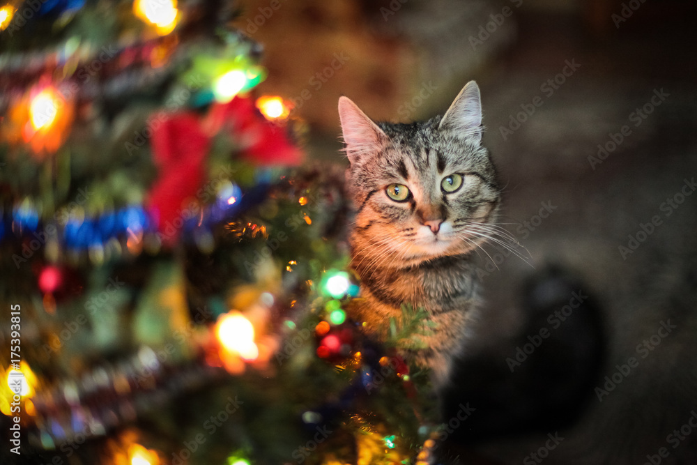 beautiful cat near the New Year tree
