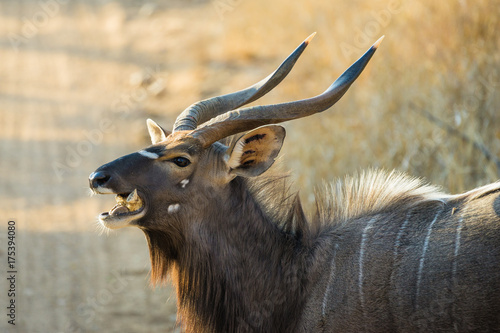 Closeup of friendly male Nyala chewing a bone in Africa photo