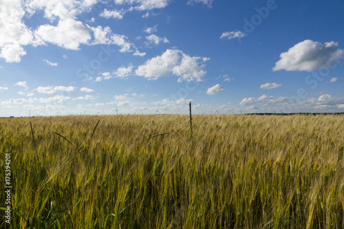 Field of wheat under blue sky..