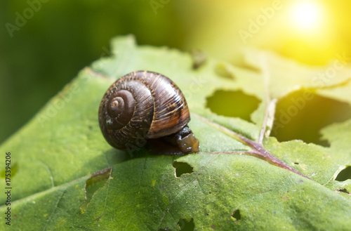 snail (Gastropoda, Helix pomatia ) on a leaf of a burdock..