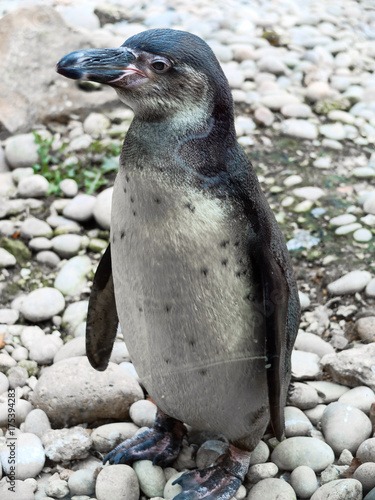 penguin