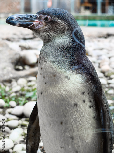 penguin