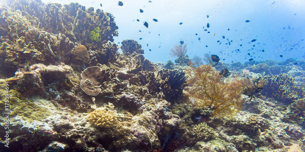 Fototapeta premium Coral reef and fish in tropical sea underwater as a landscape