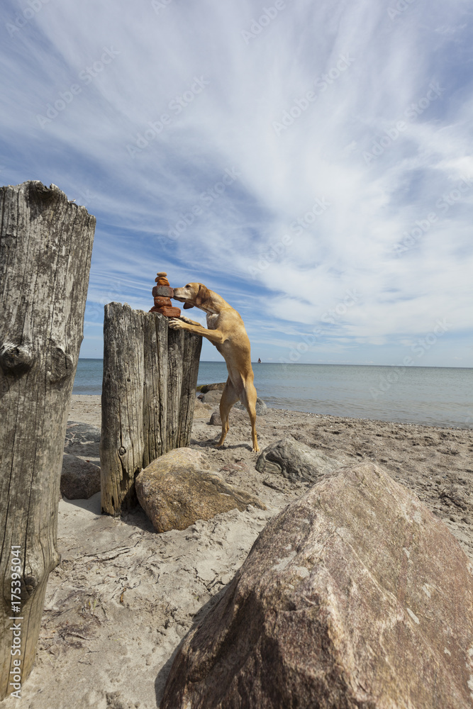 magyar Vizsla dog looks curiously at the tower building on the sunny beach magyar Vizsla dog looks curiously at the tower building on the sunny beach