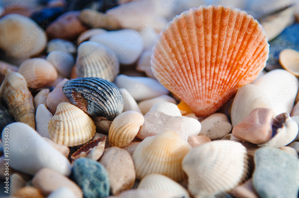 Marine background of multi-colored shells.