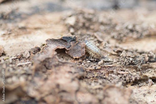 Close view of a upside down pill bug on the nature