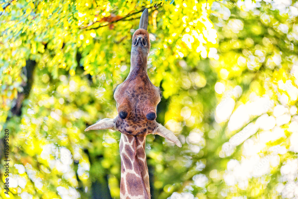 Fototapeta premium Giraffe 3