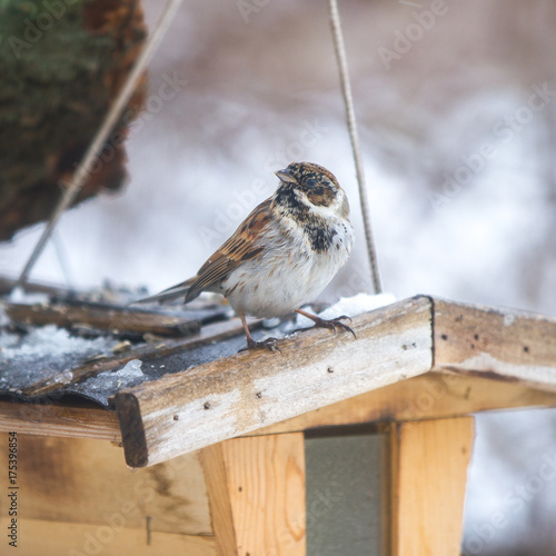 Reed bunting male (Emberiza schoeniclus) sitting on a feeder at the feeding place in winter © 2xwilfinger