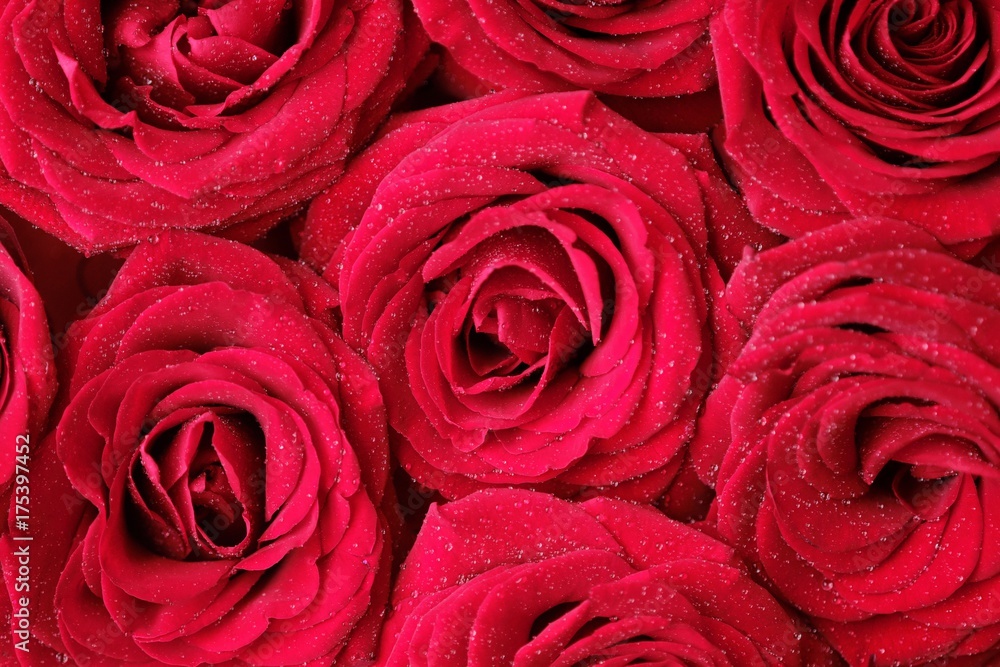 Beautiful red rose with drops of dew in the morning
